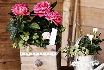 offrir des fleurs signification